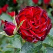 Kép 3/3 - Rosa 'A pesti srácok emléke' - vörös - virágágyi floribunda rózsa