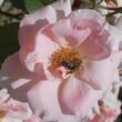 Kép 1/3 - Rosa 'Régen' - rózsaszín - virágágyi floribunda rózsa