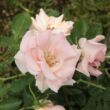 Kép 2/3 - Rosa 'Régen' - rózsaszín - virágágyi floribunda rózsa