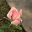 Rosa 'Régen' - rózsaszín - virágágyi floribunda rózsa