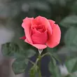 Kép 3/3 - Rosa 'Okályi Iván emléke' - vörös - narancssárga - virágágyi floribunda rózsa
