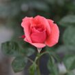 Rosa 'Okályi Iván emléke' - vörös - narancssárga - virágágyi floribunda rózsa