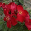 Kép 2/3 - Rosa 'Heilige Bilhildis' - vörös - virágágyi floribunda rózsa