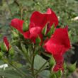 Kép 3/3 - Rosa 'Heilige Bilhildis' - vörös - virágágyi floribunda rózsa