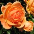 Kép 2/3 - Rosa 'Perfect Pet™' - narancssárga - virágágyi floribunda rózsa