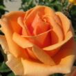 Rosa 'Perfect Pet™' - narancssárga - virágágyi floribunda rózsa
