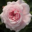 Kép 1/3 - Rosa 'Zemplén' - rózsaszín - fehér - talajtakaró rózsa