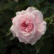 Rosa 'Zemplén' - rózsaszín - fehér - talajtakaró rózsa