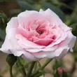 Kép 3/3 - Rosa 'Zemplén' - rózsaszín - fehér - talajtakaró rózsa