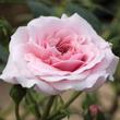 Kép 3/3 - Rosa 'Zemplén' - rózsaszín - fehér - talajtakaró rózsa