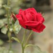 Rosa 'Szaffi' - vörös - climber, futó rózsa