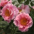Kép 2/3 - Rosa 'Torockó' - rózsaszín - climber, futó rózsa