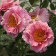 Rosa 'Torockó' - rózsaszín - climber, futó rózsa