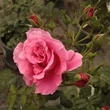 Kép 3/3 - Rosa 'Torockó' - rózsaszín - climber, futó rózsa
