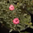 Kép 2/3 - Rosa 'Blush™ Pixie®' - rózsaszín - talajtakaró rózsa