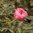 Rosa 'Blush™ Pixie®' - rózsaszín - talajtakaró rózsa