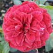 Kép 1/3 - Rosa 'Mauve™' - vörös - talajtakaró rózsa