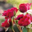 Rosa 'Mauve™' - vörös - talajtakaró rózsa