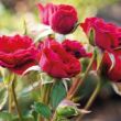 Kép 3/3 - Rosa 'Mauve™' - vörös - talajtakaró rózsa