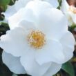 Kép 1/3 - Rosa 'Milly™' - fehér - virágágyi polianta rózsa