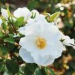 Kép 2/3 - Rosa 'Milly™' - fehér - virágágyi polianta rózsa