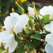 Kép 3/3 - Rosa 'Milly™' - fehér - virágágyi polianta rózsa