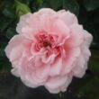 Kép 1/3 - Rosa 'Blush™ Winterjewel®' - rózsaszín - nosztalgia rózsa