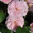 Rosa 'Blush™ Winterjewel®' - rózsaszín - nosztalgia rózsa