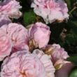Kép 3/3 - Rosa 'Blush™ Winterjewel®' - rózsaszín - nosztalgia rózsa