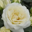 Kép 1/3 - Rosa 'Lenka™' - fehér - virágágyi floribunda rózsa