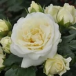 Kép 2/3 - Rosa 'Lenka™' - fehér - virágágyi floribunda rózsa