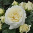 Rosa 'Lenka™' - fehér - virágágyi floribunda rózsa
