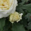 Rosa 'Lenka™' - fehér - virágágyi floribunda rózsa