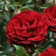 Kép 1/3 - Rosa 'Draga™' - vörös - virágágyi polianta rózsa