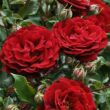 Kép 2/3 - Rosa 'Draga™' - vörös - virágágyi polianta rózsa