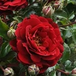 Kép 3/3 - Rosa 'Draga™' - vörös - virágágyi polianta rózsa