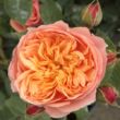 Kép 1/3 - Rosa 'Natalija™' - narancssárga - nosztalgia rózsa