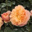 Rosa 'Natalija™' - narancssárga - nosztalgia rózsa