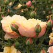 Kép 3/3 - Rosa 'Natalija™' - narancssárga - nosztalgia rózsa