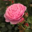 Kép 1/3 - Rosa 'Punch™' - rózsaszín - törpe - mini rózsa