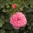 Rosa 'Punch™' - rózsaszín - törpe - mini rózsa