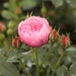 Rosa 'Punch™' - rózsaszín - törpe - mini rózsa