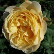 Kép 1/3 - Rosa 'Olivera™' - sárga - virágágyi floribunda rózsa