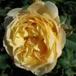 Kép 1/3 - Rosa 'Olivera™' - sárga - virágágyi floribunda rózsa
