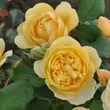 Kép 2/3 - Rosa 'Olivera™' - sárga - virágágyi floribunda rózsa