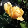 Kép 3/3 - Rosa 'Olivera™' - sárga - virágágyi floribunda rózsa