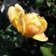 Rosa 'Olivera™' - sárga - virágágyi floribunda rózsa