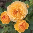 Kép 1/3 - Rosa 'Isidora™' - sárga - virágágyi floribunda rózsa