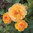 Kép 2/3 - Rosa 'Isidora™' - sárga - virágágyi floribunda rózsa