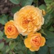 Rosa 'Isidora™' - sárga - virágágyi floribunda rózsa